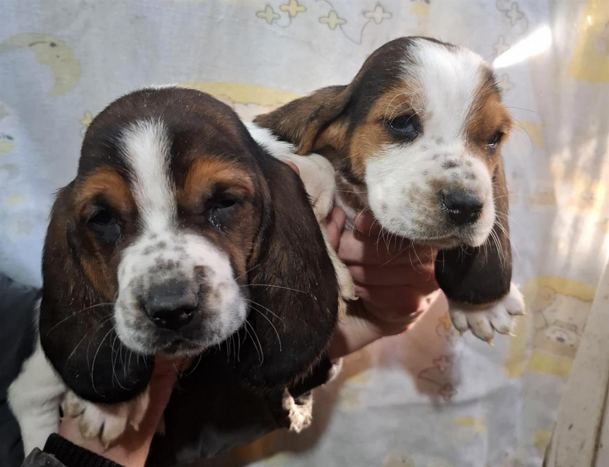Basset-Hound-štenci-