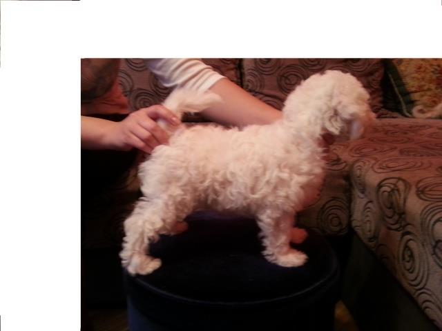 Bichon frise prvobirano zensko stene
