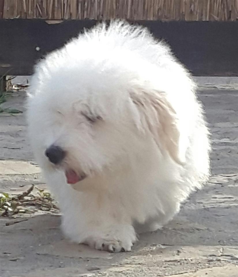 Coton-de-Tulear
