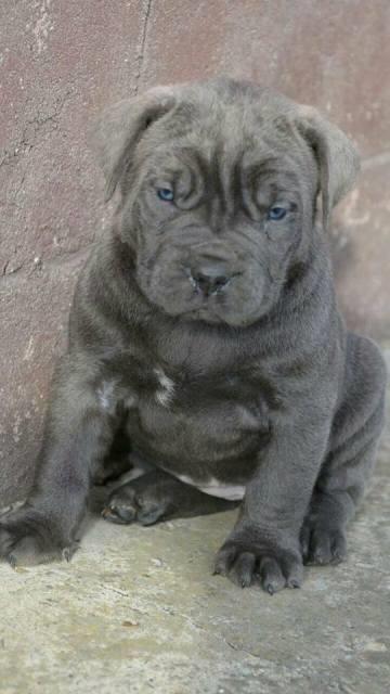 Cane-Corso--zenkice