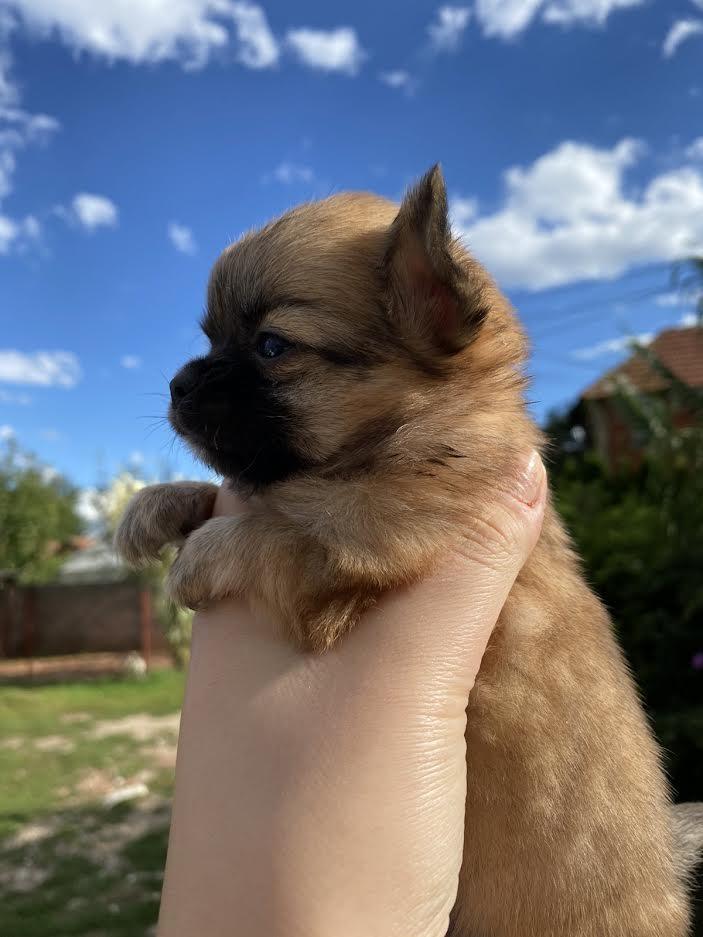 Mini-dugodlaka-CIVAVA-