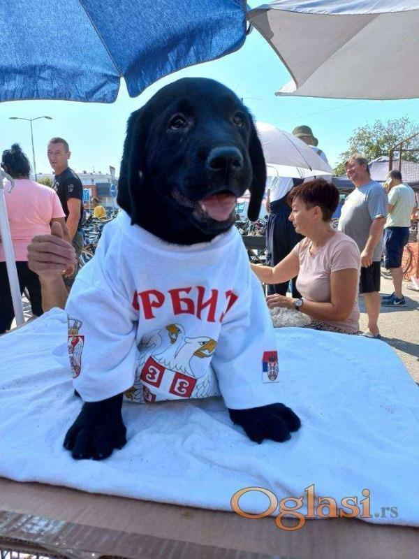 Labrador-štenci