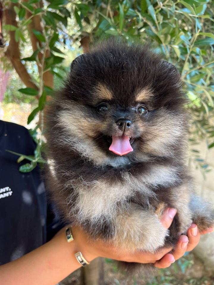Pomeranian-Boo