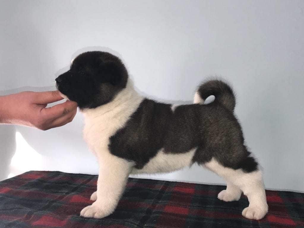 Američka-akita-prelepi-štenci