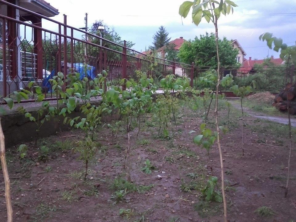 Vise-sadnica-oraha-sorte-cenddler