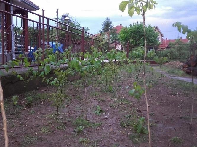 Vise sadnica oraha sorte cenddler