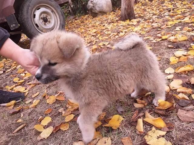 Akita-inu--stenci