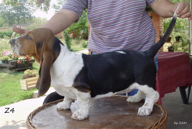 Basset-Hound-stenad