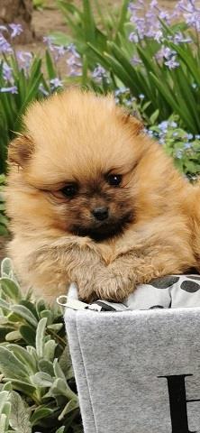 Pomeranac-stenci
