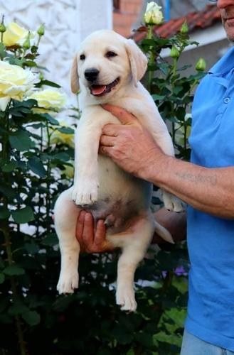 Labrador Retriver Stenci