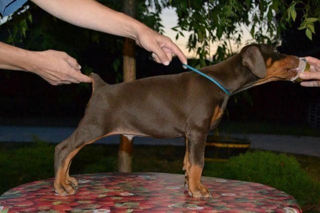 -DOBERMAN-štenad-