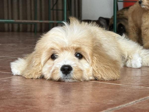 Slobodni-štenci-CAVAPOO