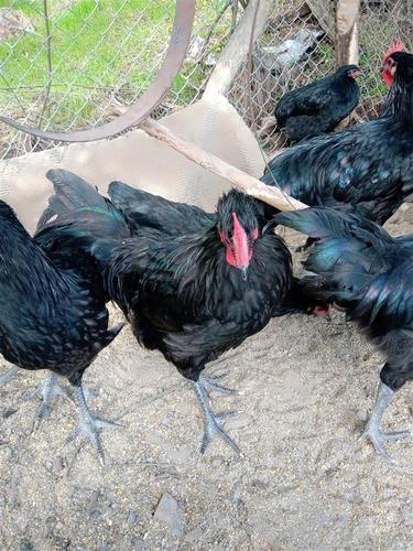 Petlici Australorp