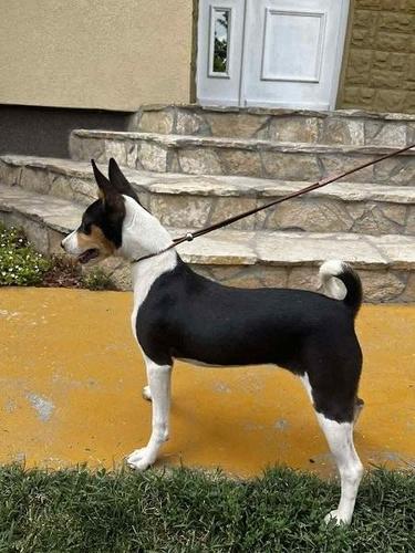 BASENJI štenci