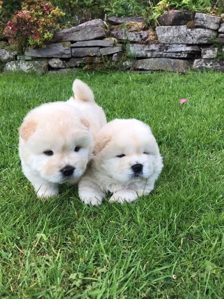 Dostupne-bebe-Chow-Chow