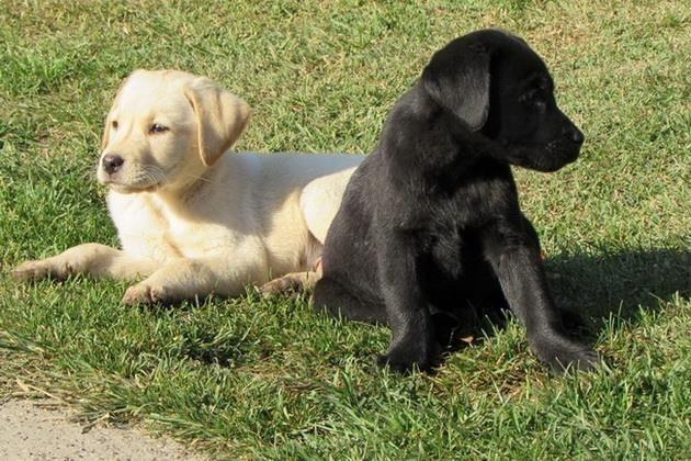 labrador-retriver-stenad