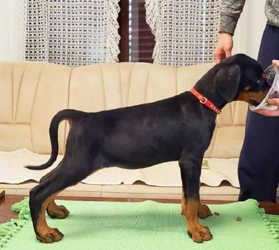 Doberman-štenci-