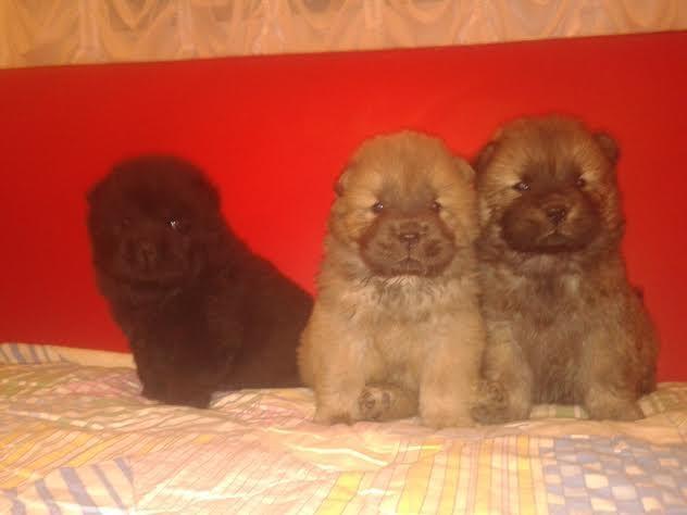 Chow-chow-stenad