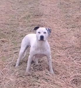 -pit-bull-terrier-tri-steneta