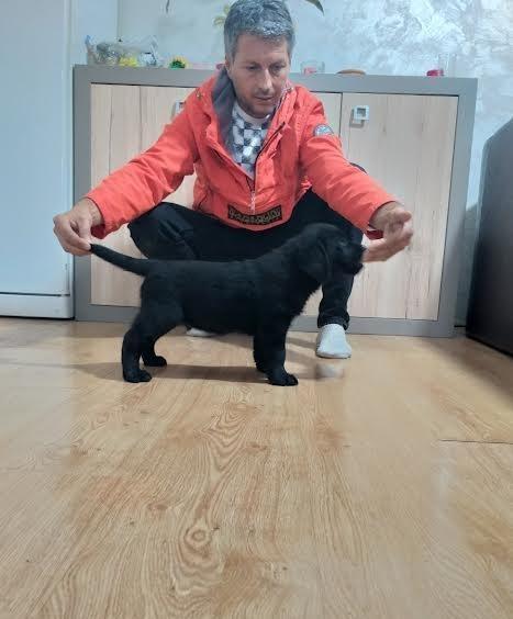 Štenci-LABRADOR-retrivera