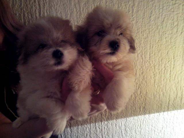 Coton-de-tulear