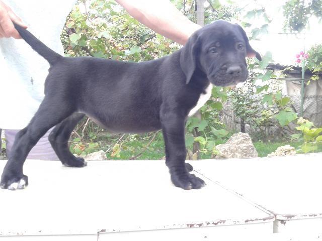 Cane-Corso-stenci--dobrog-porekla