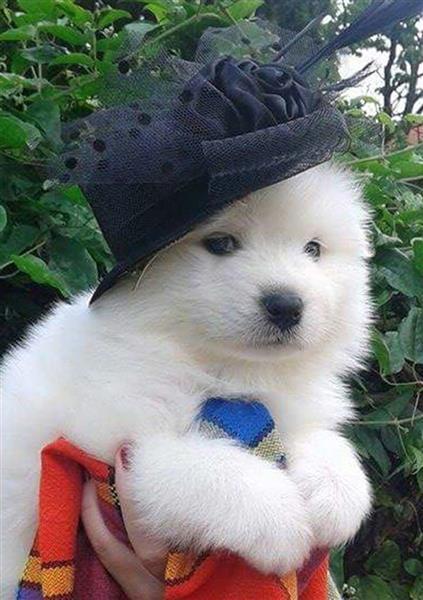 Samojed-štenci-