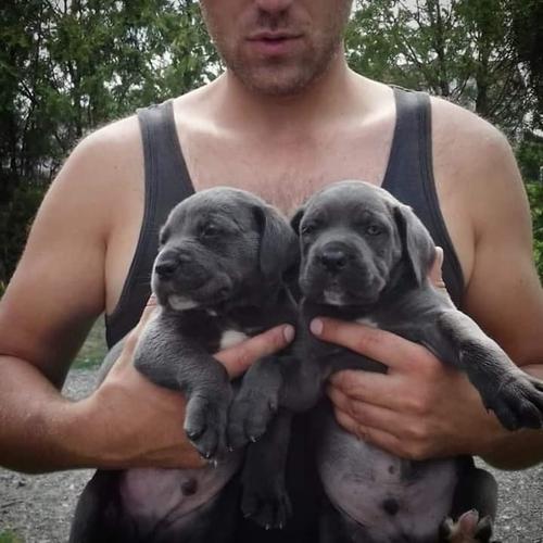 Cane Corso