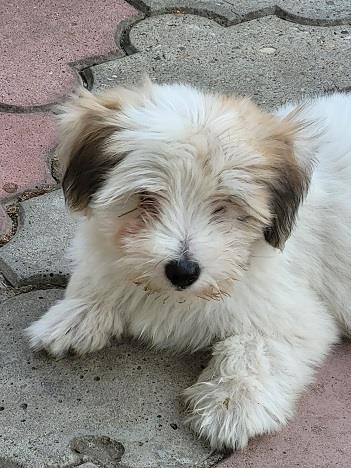 Coton-de-tulear-štenci