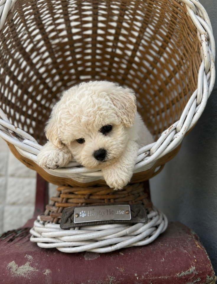 Bichon-Frise-štenci