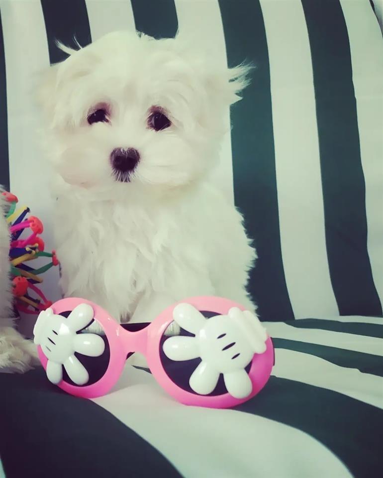 Mini-maltezer