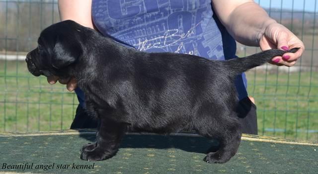 Stenci-labrador-retrivera-