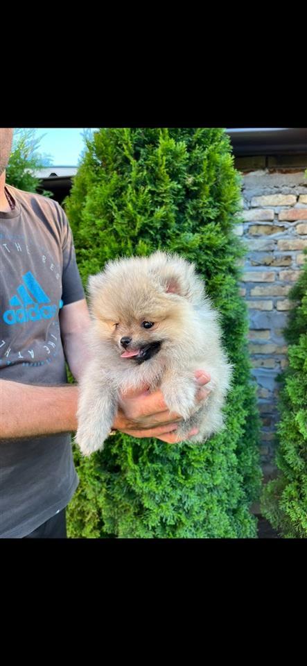 Pomeranac-mini