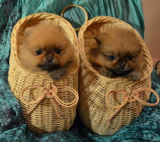 Pomeranski spic