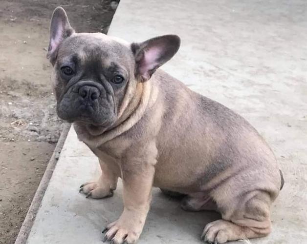 Francuski buldog 