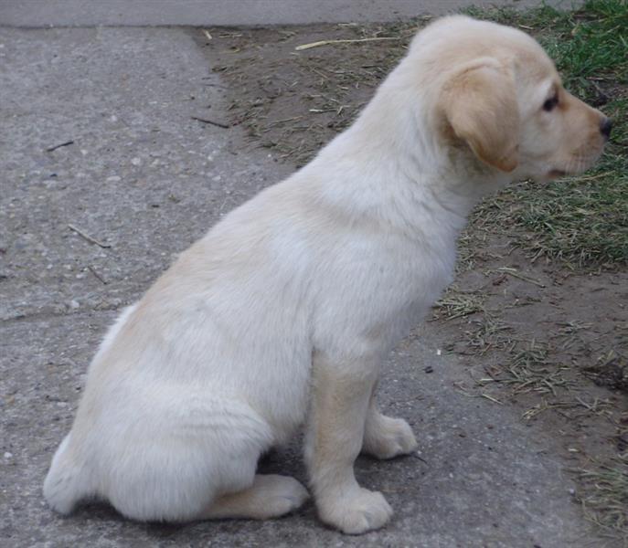 Labrador-Retriver-stenad