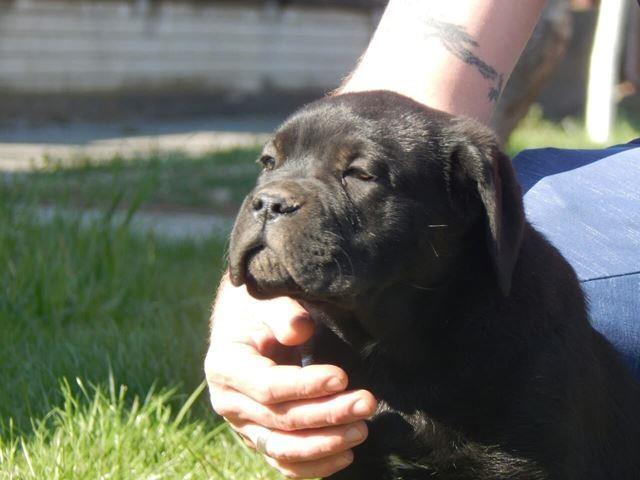 Cane-Corso
