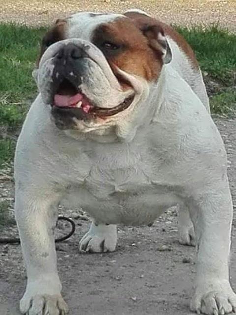 Štenci-Engleskog-Buldoga-