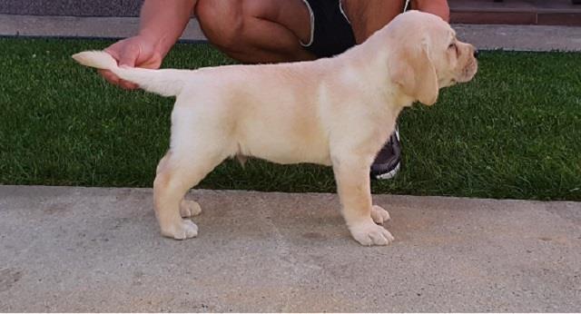 Top-leglo-labrador-retrivera