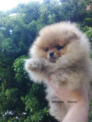Pomeranac Boo štenci