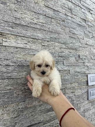 Maltipoo-kucici-