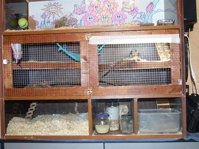 Degu---ćileanske-veverice