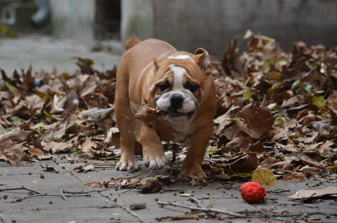 Engleski buldog