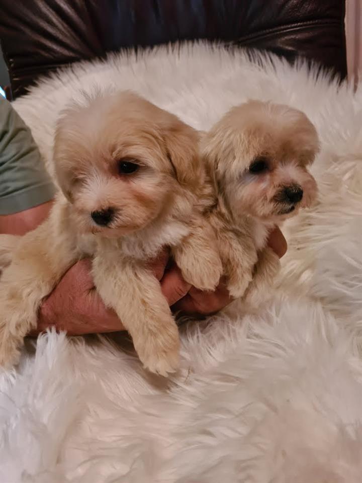 Maltipoo-štenci-