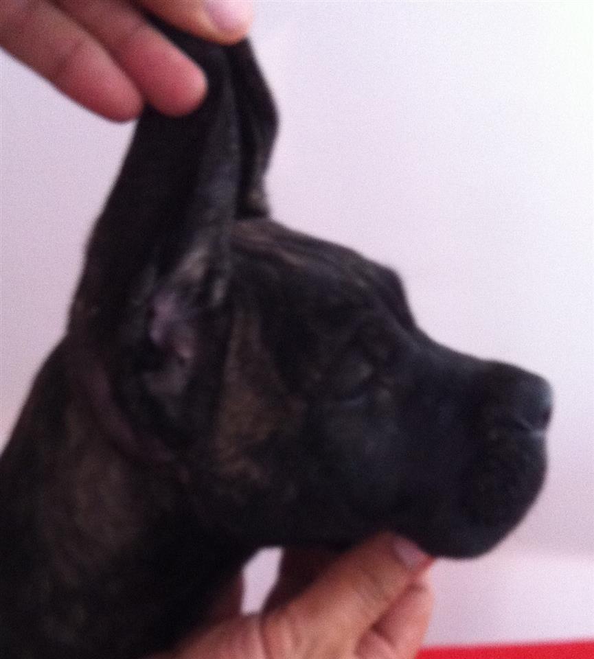 Cane-Corso-stenci
