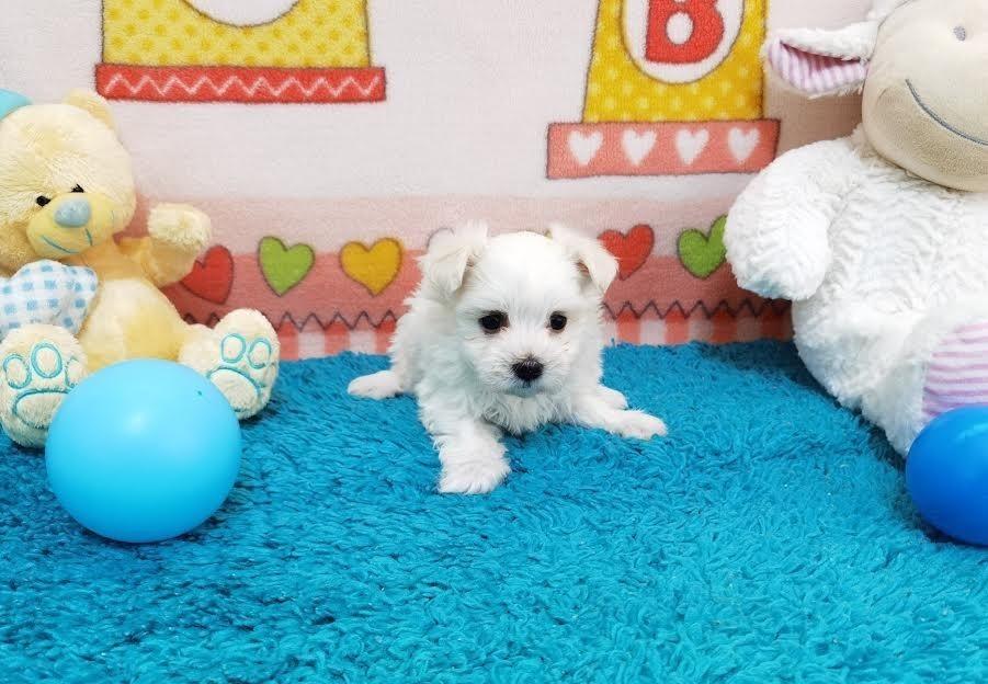 Maltezer-