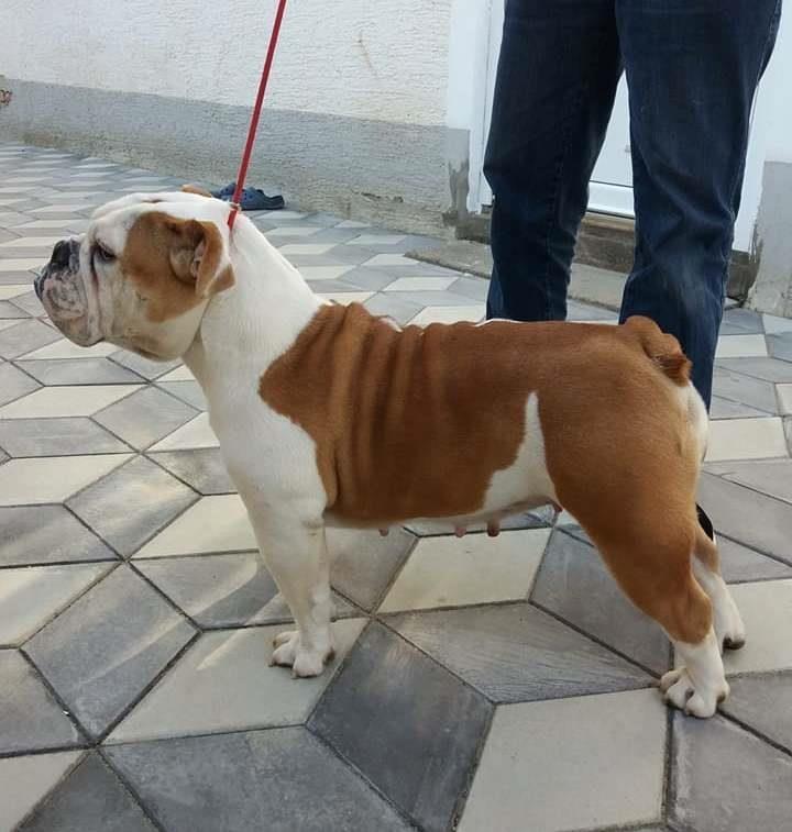 Engleski-buldog--štenci