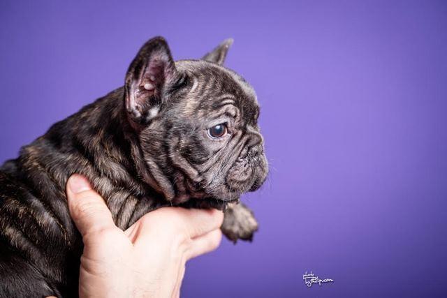 Francuski-buldog-