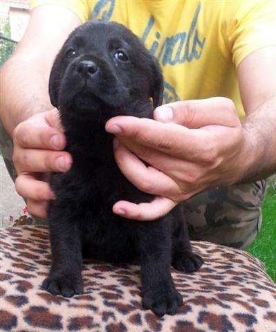 Labrador retriver
