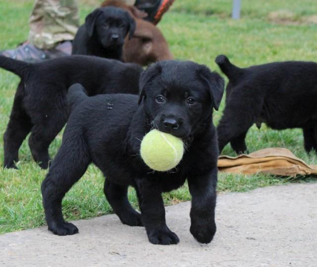 Labradori-stenad-i-mladi-psi
